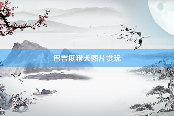巴吉度猎犬图片赏玩
