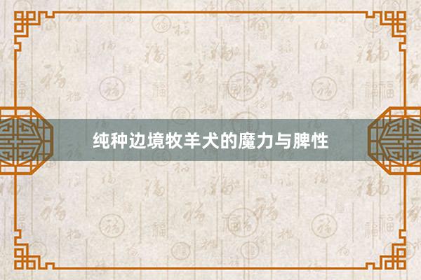 纯种边境牧羊犬的魔力与脾性